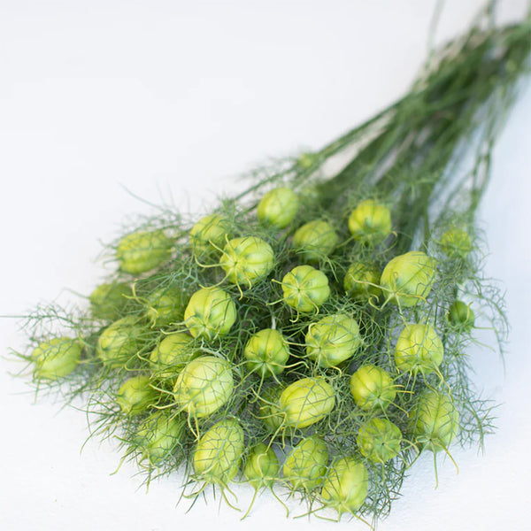 Love in a Mist "Green Marbles", 100 Seeds