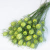 Love in a Mist "Green Marbles", 2,000 Seeds
