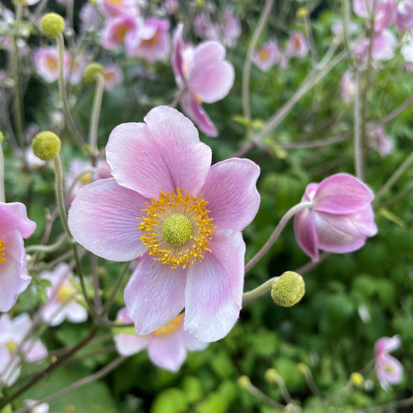 Anemone "Japonica", 20 Seeds