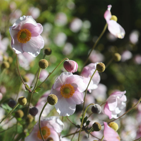 Anemone "Japonica", 20 Seeds