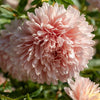Aster "King Size" Apricot, 750 Seeds