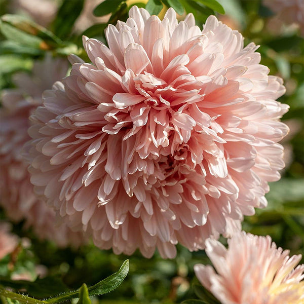 Aster "King Size" Apricot, 750 Seeds