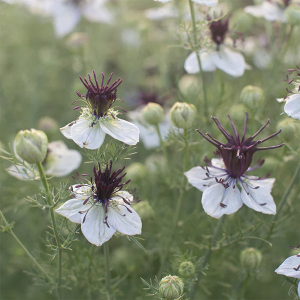 Love in a Mist "African Bride", 250 Seeds