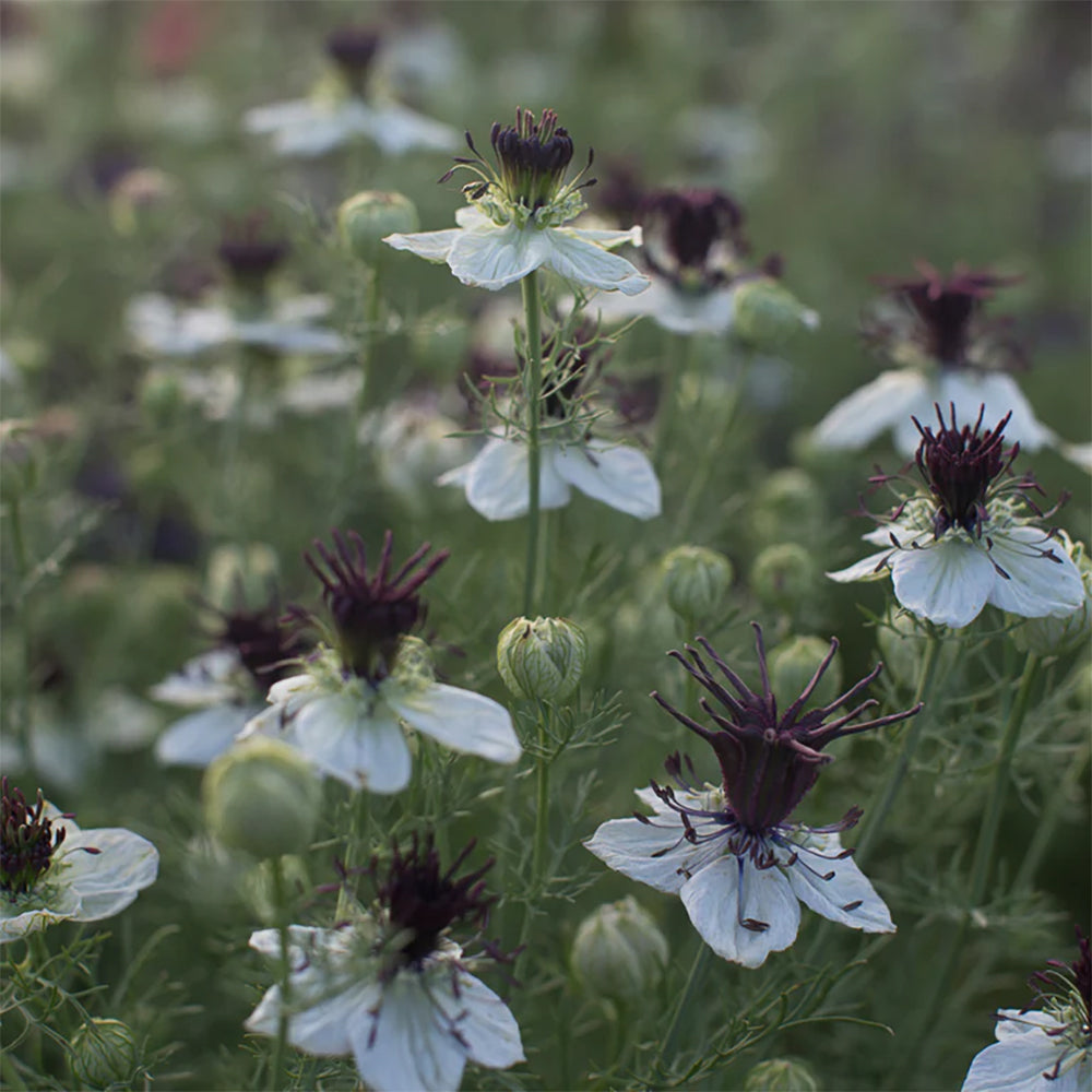 Love in a Mist 