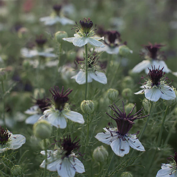 Love in a Mist "African Bride", 250 Seeds