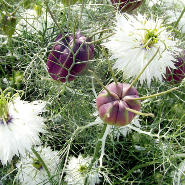 Love in a Mist "Black Marbles", 100 Seeds