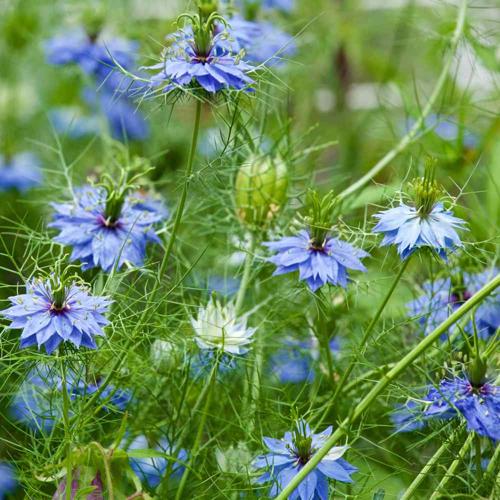 Love in a Mist 