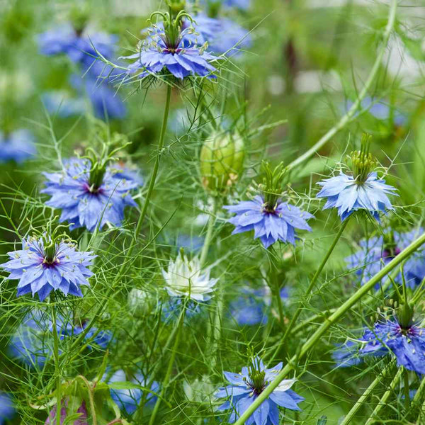 Love in a Mist "Miss Jekyll Indigo", 2,000 Seeds