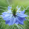 Love in a Mist "Miss Jekyll Indigo", 2,000 Seeds