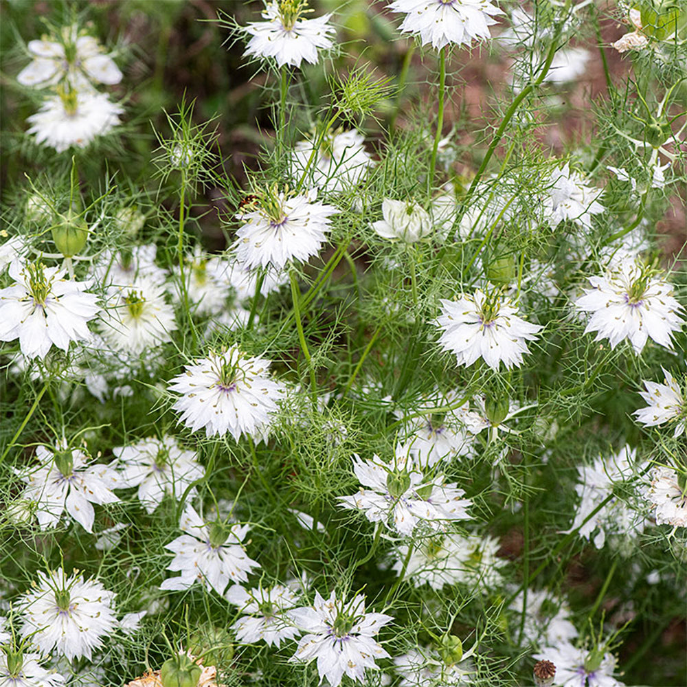 Love in a Mist 