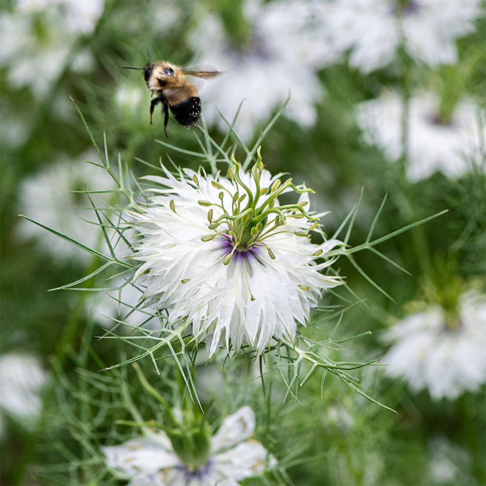 Love in a Mist 