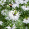 Love in a Mist "Miss Jekyll White", 100 Seeds