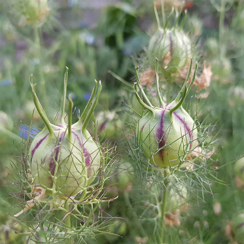 Love in a Mist 