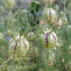 Love in a Mist "Miss Jekyll White", 100 Seeds