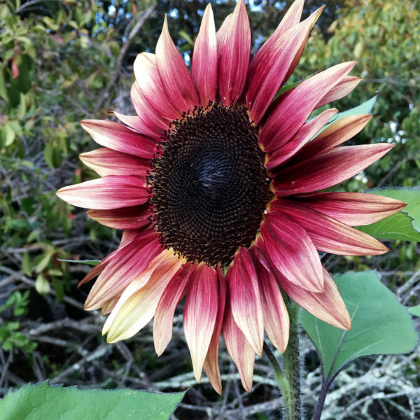 Sunflower "ProCut" Plum, 15 Seeds