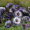 Poppy "Amazing Grey", 100 Seeds