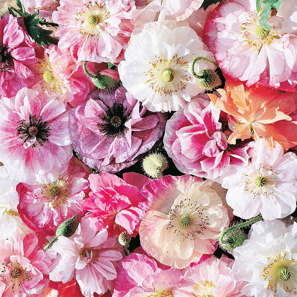 Poppy "Angel's Choir", 75 Seeds