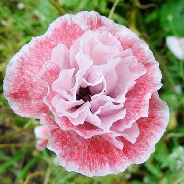 Poppy "Angel's Choir", 75 Seeds