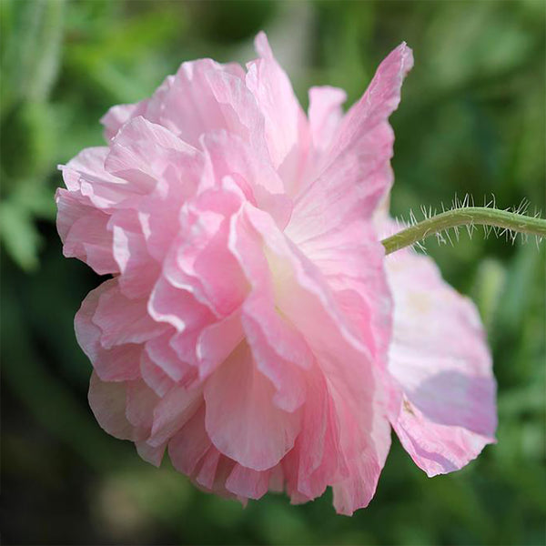 Poppy "Angel's Choir", 100 Seeds