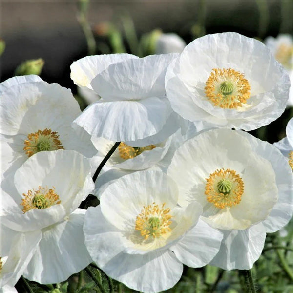 Poppy "Bridal Silk", 75 Seeds