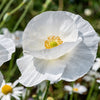 Poppy "Bridal Silk", 100 Seeds