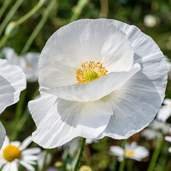 Poppy "Bridal Silk", 75 Seeds