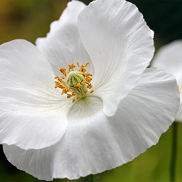 Poppy "Bridal Silk", 1,000 Seeds