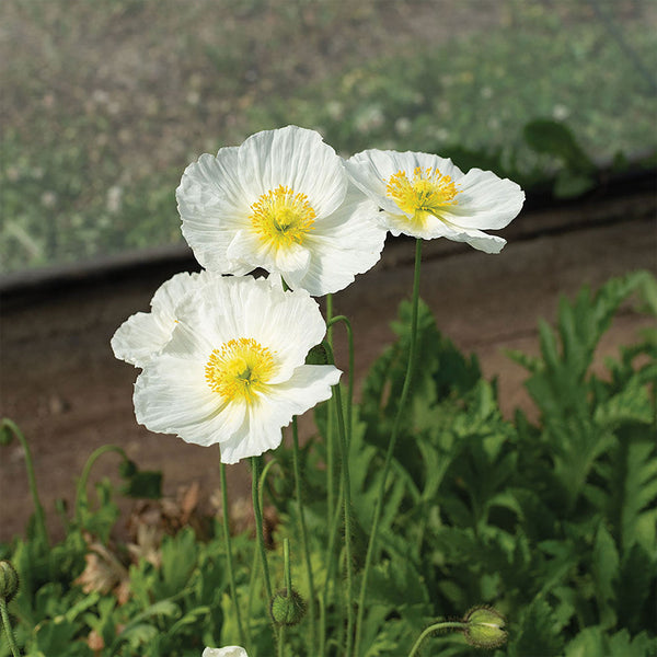 Poppy "Champagne Bubbles White", 25 Seeds