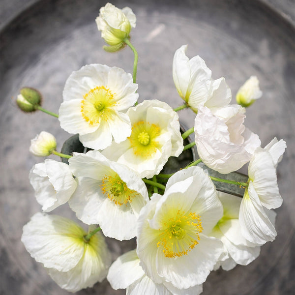 Poppy "Champagne Bubbles White", 25 Seeds
