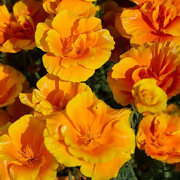 Poppy California "Lady Marmalade", 100 Seeds