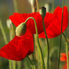 Poppy "Red Corn", 10,000 Seeds