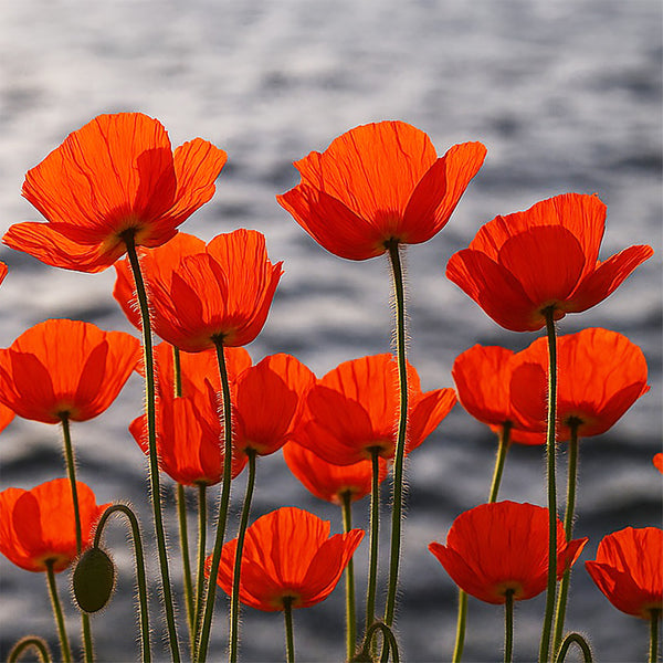 Poppy "Red Corn", 10,000 Seeds