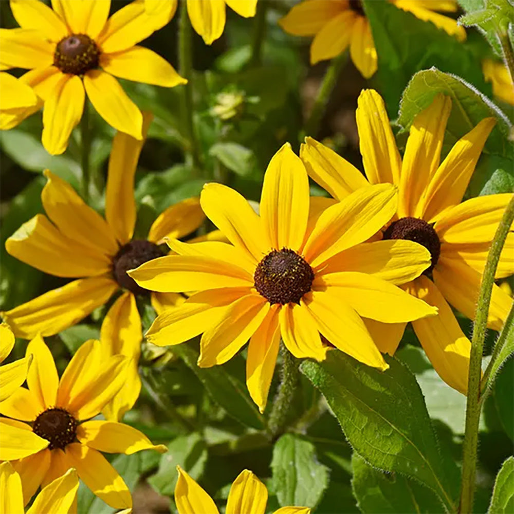 Rudbeckia 