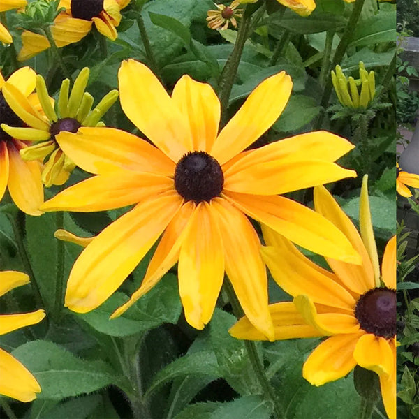 Rudbeckia "Indian Summer", 10 Seeds