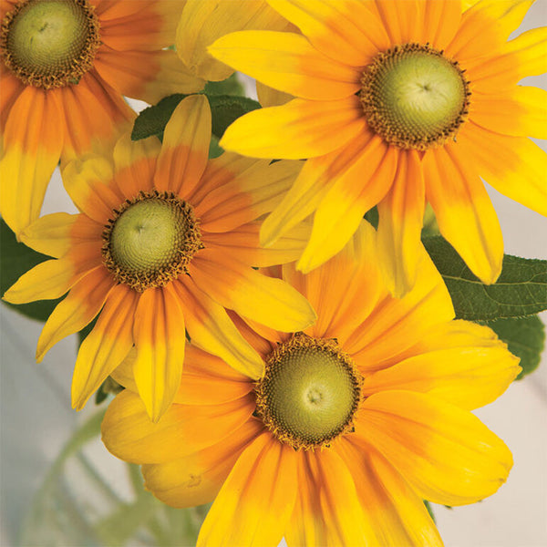 Rudbeckia "Irish Spring", 10 Seeds