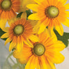 Rudbeckia "Irish Spring", 800 Seeds
