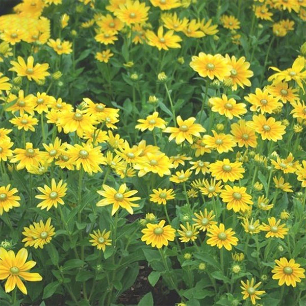 Rudbeckia "Irish Spring", 10 Seeds