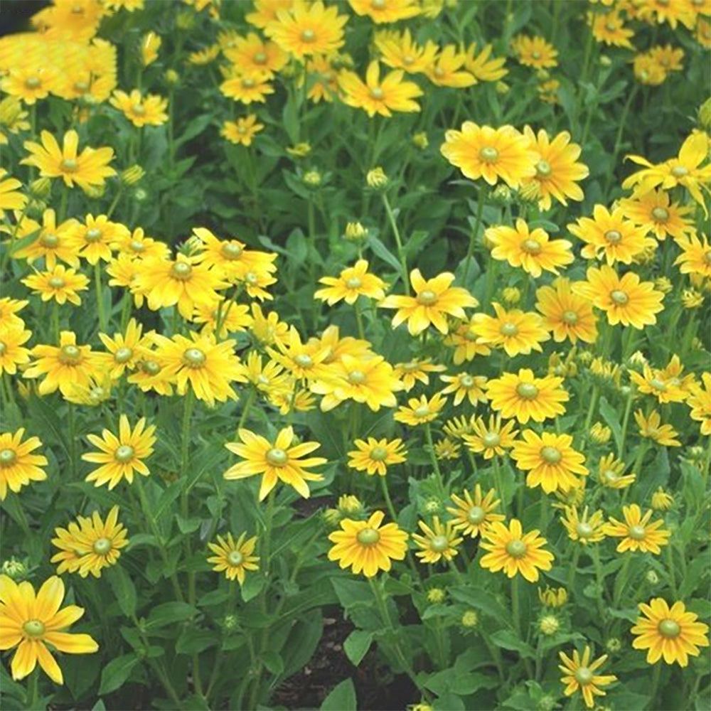 Rudbeckia 