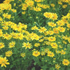 Rudbeckia "Irish Spring", 800 Seeds