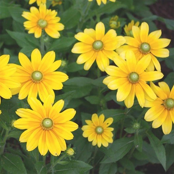 Rudbeckia "Irish Spring", 10 Seeds