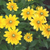 Rudbeckia "Irish Spring", 800 Seeds