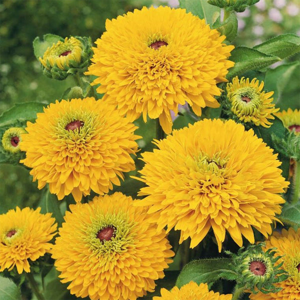 Rudbeckia "Maya", 800 Seeds