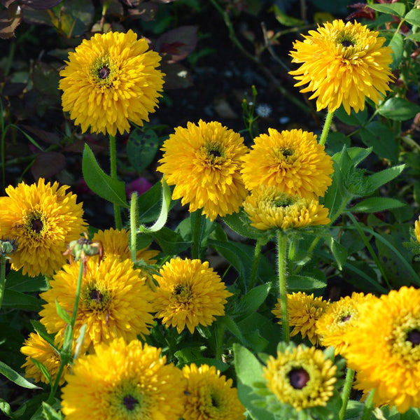 Rudbeckia "Maya", 25 Seeds