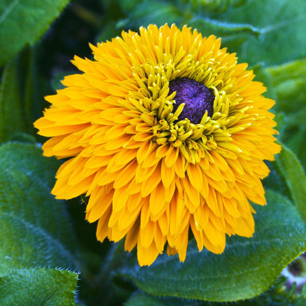Rudbeckia "Maya", 10 Seeds
