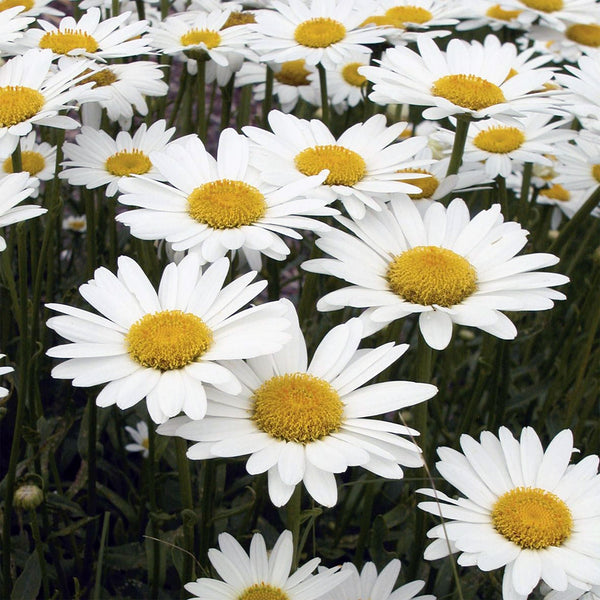 Shasta Daisy "Brightside", 1,000 Seeds