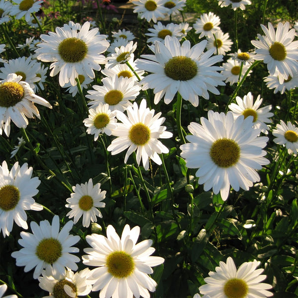 Shasta Daisy "Brightside", 1,000 Seeds
