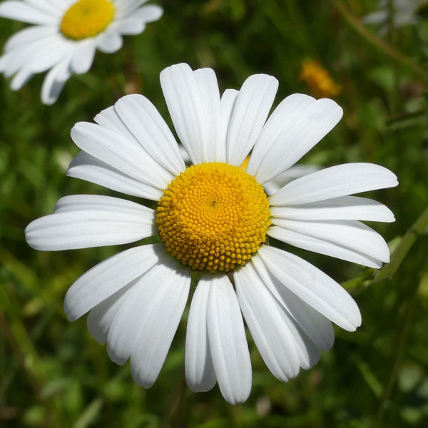 Shasta Daisy "Brightside", 1,000 Seeds