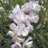 Sweet Pea "Grandiflora" High Scent, 1,000 Seeds