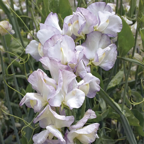Sweet Pea "Grandiflora" High Scent, 1,000 Seeds
