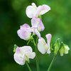 Sweet Pea "Grandiflora" High Scent, 1,000 Seeds